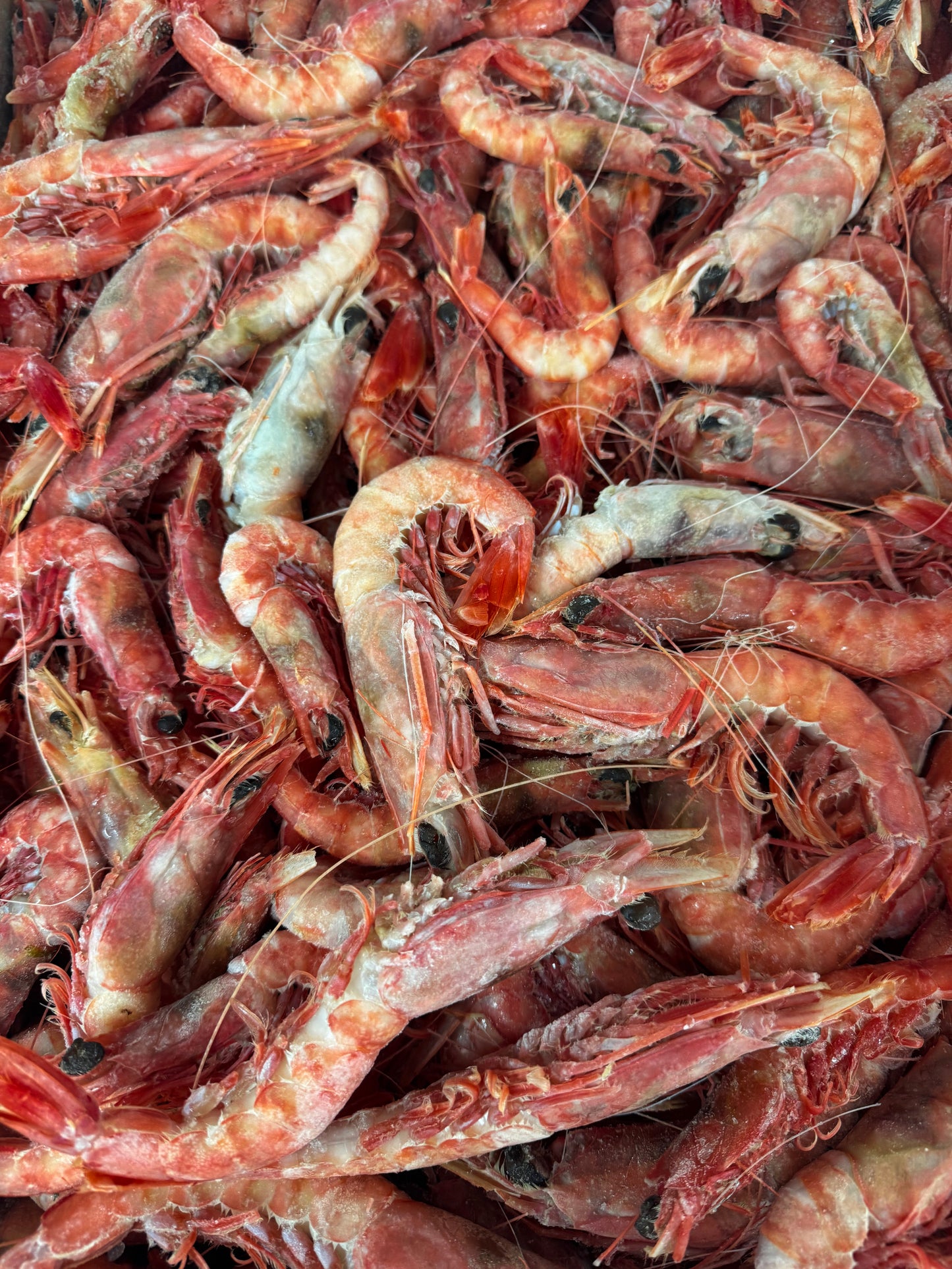 Argentina Red Shrimp Bag