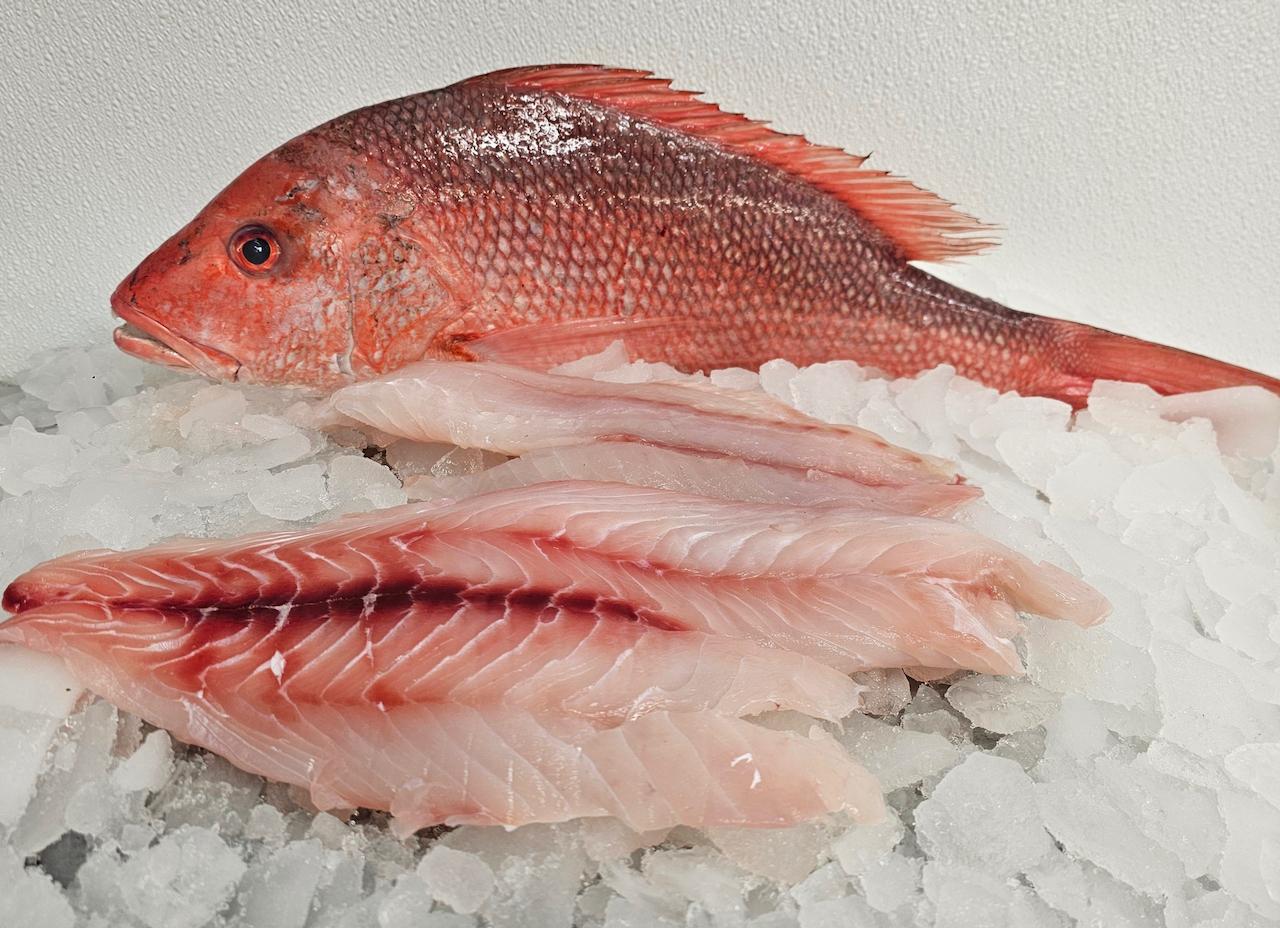 American Red Snapper Filet