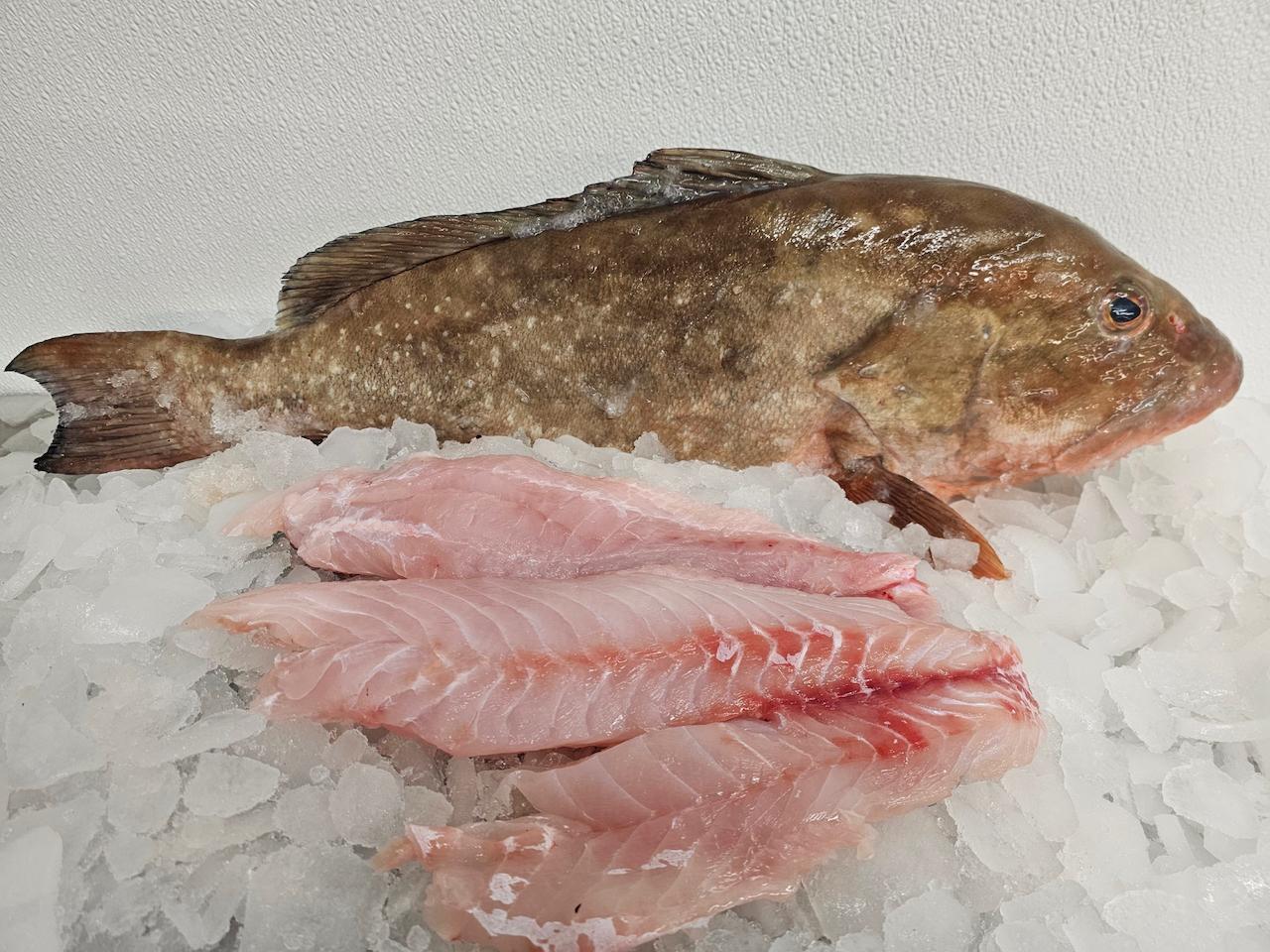 Red Grouper Filet